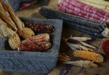 El lICA destaca como líder rural de América a un protector del maíz nativo en México